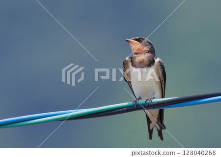 剛長出羽毛的小燕子在電線上休息 128040268