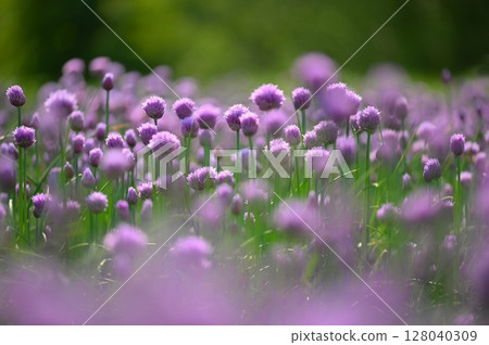 Landscape with purple chives flowers. Summer sunny day with sun, blue sky and colorful nature background. Landscape with purple chives flowers. Summer sunny day with sun, blue sky and colorful nature background. 128040309