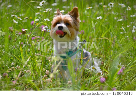 Beautiful shot of a small cute dog outdoors in nature - Biewer yorkshire terrier. Concept for animals and pets. Beautiful shot of a small cute dog outdoors in nature - Biewer yorkshire terrier. Concept for animals and pets. 128040313