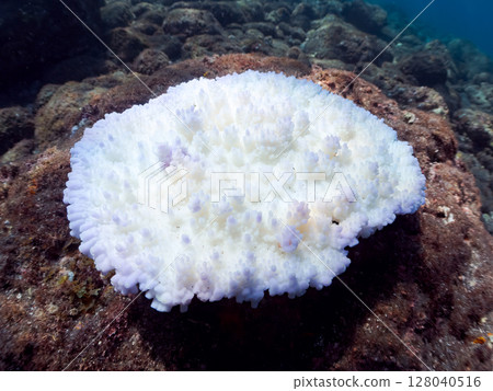 Due to the continued high seawater temperatures, coral bleaching (such as Acropora punctata) is occurring. Hirizohama, Nakagi, Minamiizu Town 128040516