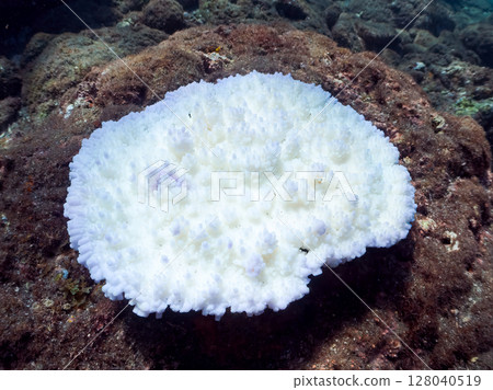 Due to the continued high seawater temperatures, coral bleaching (such as Acropora punctata) is occurring. Hirizohama, Nakagi, Minamiizu Town Due to the continued high seawater temperatures, coral bleaching (such as Acropora punctata) is occurring. Hirizohama, Nakagi, Minamiizu Town 128040519