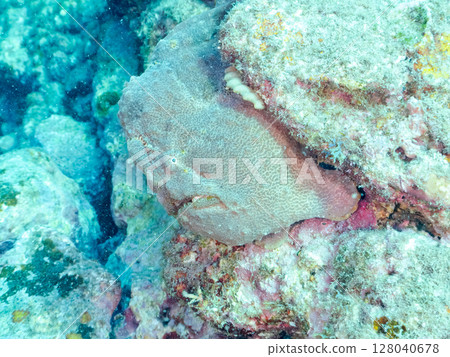 A giant frogfish hunts by waving its esca to attract fish. Nakagi Hirizo Beach, Minamiizu Town, Kamo District, Izu Peninsula A giant frogfish hunts by waving its esca to attract fish. Nakagi Hirizo Beach, Minamiizu Town, Kamo District, Izu Peninsula 128040678