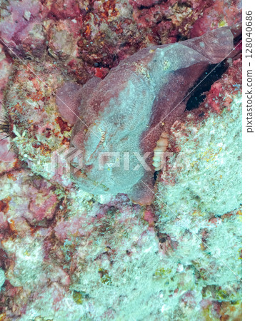 A giant frogfish hunts by waving its esca to attract fish. Nakagi Hirizo Beach, Minamiizu Town, Kamo District, Izu Peninsula 128040686
