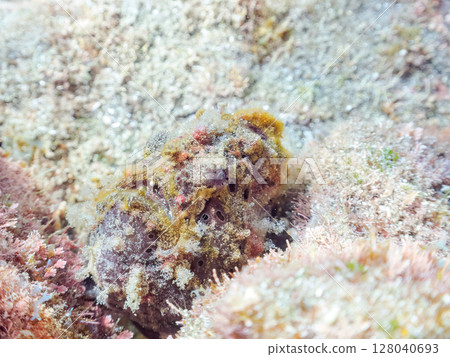 一種巨大的安康魚，透過揮動角來吸引和捕食魚類。 伊豆半島加茂郡南伊豆町中木広濱 128040693