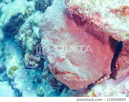 一種巨大的安康魚,透過揮動角來吸引和捕食魚類。 伊豆半島加茂郡南伊豆町中木広濱 一種巨大的安康魚,透過揮動角來吸引和捕食魚類。 伊豆半島加茂郡南伊豆町中木広濱 128040694