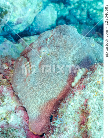 A giant frogfish hunts by waving its esca to attract fish. Nakagi Hirizo Beach, Minamiizu Town, Kamo District, Izu Peninsula A giant frogfish hunts by waving its esca to attract fish. Nakagi Hirizo Beach, Minamiizu Town, Kamo District, Izu Peninsula 128040695