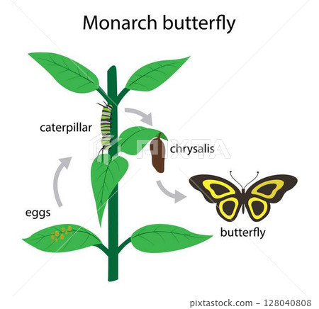 illustration of biology and animal, Butterflies have a four stage life cycle, as like most insects they undergo complete metamorphosis, Life cycle of the monarch butterfly 128040808