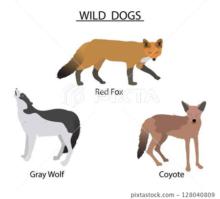illustration of biology and animals, Types of Wild Dogs, the different types of wild dogs, the red wolf Physically, it is a cross between the grey wolf and the coyote 128040809