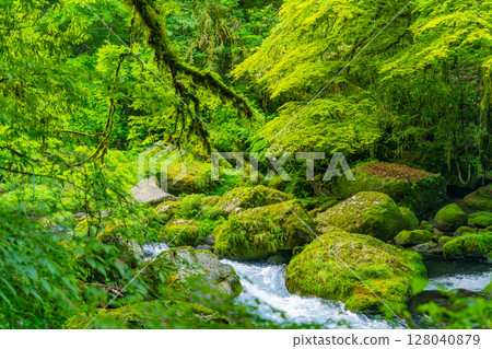 (Kumamoto Prefecture) Kikuchi Valley - Autumn leaves stream 128040879