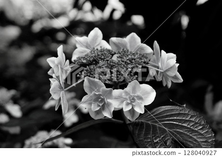 Hydrangea art in a black and white world Hydrangea art in a black and white world 128040927
