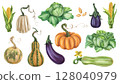 Set of autumn harvest of pumpkins, cabbage, corn, eggplant, zucchini. Fresh farm vegetables, healthy organic food. Garden plants, agriculture. Nature, agronomy and rural life. Isolated illustration 128040979