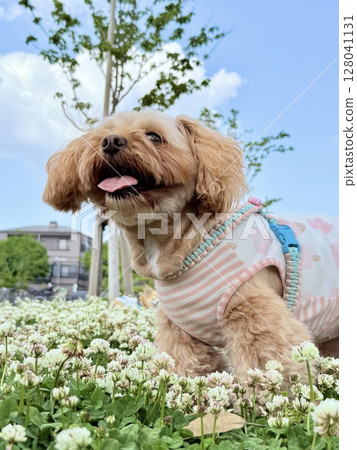 White clover, blue sky and dog 128041131