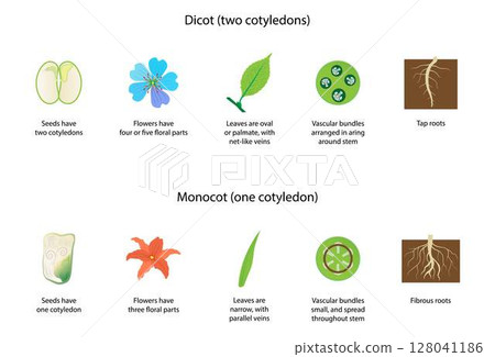 illustration of biology and plant kingdom, Difference Between Monocots and Dicots, Difference Between Monocotyledon and Dicotyledon, transport tissue in vascular plants 128041186