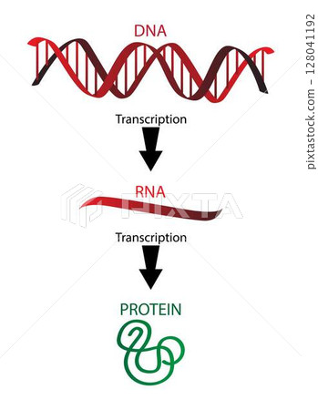 illustration of Biology and medical, DNA is composed of two chains of repeating nucleotides, Components of DNA, DNA are key macromolecules for the continuity of life illustration of Biology and medical, DNA is composed of two chains of repeating nucleotides, Components of DNA, DNA are key macromolecules for the continuity of life 128041192
