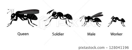 illustration of biology and animals, different types of ants classified according to its function, different types of ants in a colony, ant colonies are typically home to four different types of ant illustration of biology and animals, different types of ants classified according to its function, different types of ants in a colony, ant colonies are typically home to four different types of ant 128041196