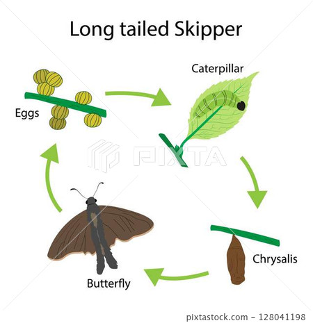 illustration of biology, long tailed skipper life cycle, The caterpillar of this skipper is a common pest of crops, the caterpillar forms a pupa 128041198