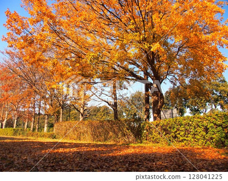 初冬時節,美里公園的糖楓黃葉景色 初冬時節,美里公園的糖楓黃葉景色 128041225