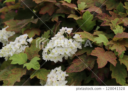 初夏,公園裡盛開著白色花瓣、棕色葉子的大葉繡球花 初夏,公園裡盛開著白色花瓣、棕色葉子的大葉繡球花 128041328