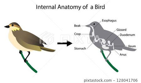 illustration of biology and animals, Internal Anatomy of bird, the physiological structure of birds, musculoskeletal system, Avian skeleton, bird's internal organs 128041706