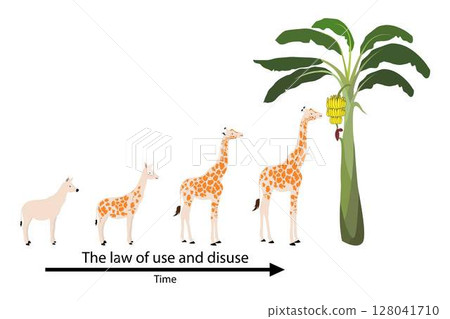 illustration of biology and animals, The law of use and disuse, Lamarck theory of evolution, evolutionary change and genetic inheritance 128041710