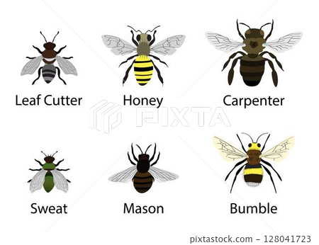 illustration of biology and zoology, different types of winged animals, various small insects, types of small bugs, Types of Small Insects illustration of biology and zoology, different types of winged animals, various small insects, types of small bugs, Types of Small Insects 128041723