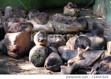 Water dwelling nutrias Water dwelling nutrias 128041824