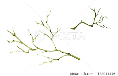 Tree, berry or bush twisted branch twig with no leaves, early spring, late autumn or winter, spiky stalks, buds. Botanical isolated illustration hand drawn in watercolor. Wedding, florist bouquet shop 128043356