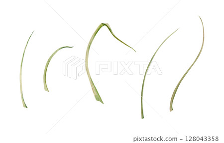 Long thin grass blades leaves, stalks flowing curves lines. Single element isolated botanical illustration hand drawn in watercolor. Florist bouquets, wild garden seed, natural products packaging Long thin grass blades leaves, stalks flowing curves lines. Single element isolated botanical illustration hand drawn in watercolor. Florist bouquets, wild garden seed, natural products packaging 128043358