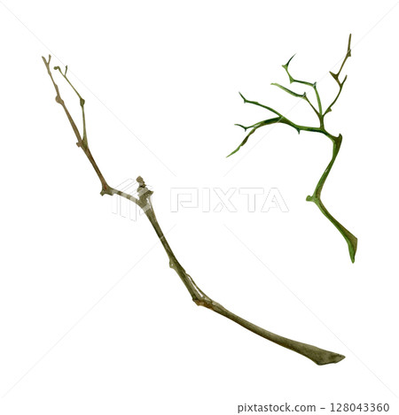 Tree, berry or bush twisted naked branch twig. Spiky stalks buds no leaves, early spring, late autumn or winter. Botanical isolated illustration hand drawn in watercolor. Natural products, bouquets Tree, berry or bush twisted naked branch twig. Spiky stalks buds no leaves, early spring, late autumn or winter. Botanical isolated illustration hand drawn in watercolor. Natural products, bouquets 128043360