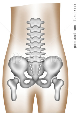 A hand-painted watercolor of a healthy human pelvis and lumbar spine 128043543