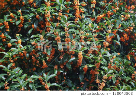 Osmanthus flowers in full bloom 128043808