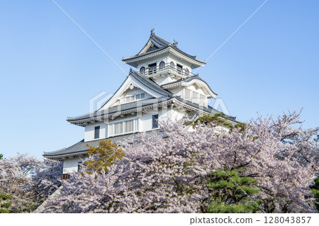 Nagahama Castle decorated with cherry blossoms in Nagahama City, Shiga Prefecture (Nagahama Castle History Museum) Nagahama Castle decorated with cherry blossoms in Nagahama City, Shiga Prefecture (Nagahama Castle History Museum) 128043857