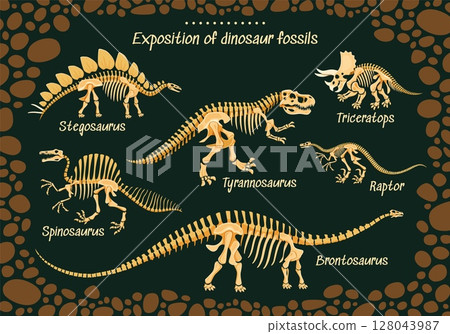 Dinosaur museum poster with prehistoric dino fossils of Jurassic lizards, vector skeletons. Prehistoric dinosaurs and reptiles fossils for paleontology museum poster of dino encyclopedia atlas Dinosaur museum poster with prehistoric dino fossils of Jurassic lizards, vector skeletons. Prehistoric dinosaurs and reptiles fossils for paleontology museum poster of dino encyclopedia atlas 128043987