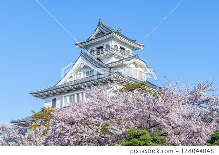 Nagahama Castle decorated with cherry blossoms in Nagahama City, Shiga Prefecture (Nagahama Castle History Museum) Nagahama Castle decorated with cherry blossoms in Nagahama City, Shiga Prefecture (Nagahama Castle History Museum) 128044048
