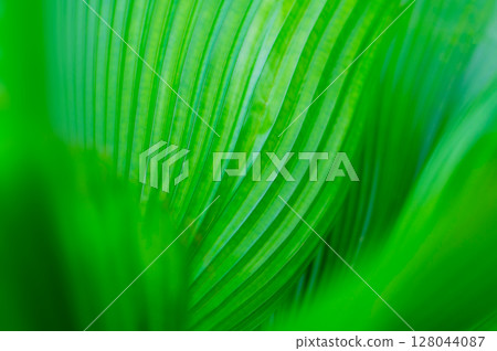 The natural background of palm leaves in a tropical forest. 128044087