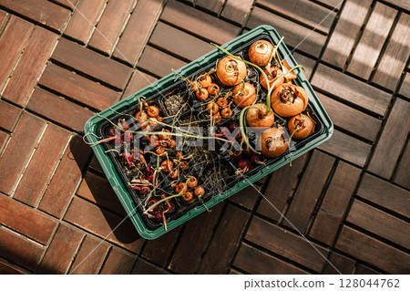 Wooden surface holding propagation tray with emerging green onion seedlings, depicting home vegetable cultivation and urban gardening practice. Propagation tray with sprouting onions placed on balcony 128044762