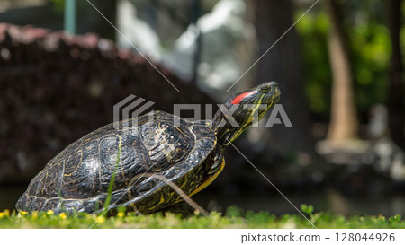 Turtle on the grass near lake timelapse 128044926