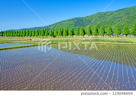 滋賀縣高島市，一排閃著新綠色的水杉樹和插秧後的稻田 128046604