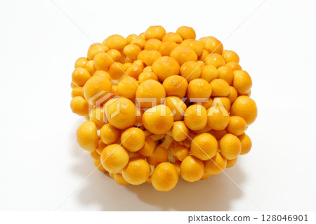 Stock Torinameko mushrooms (produced in Niigata Prefecture) 128046901