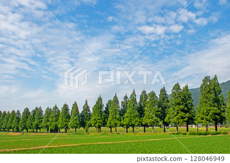 滋賀縣高島市,一排閃著新綠色的水杉樹和插秧後的稻田 滋賀縣高島市,一排閃著新綠色的水杉樹和插秧後的稻田 128046949