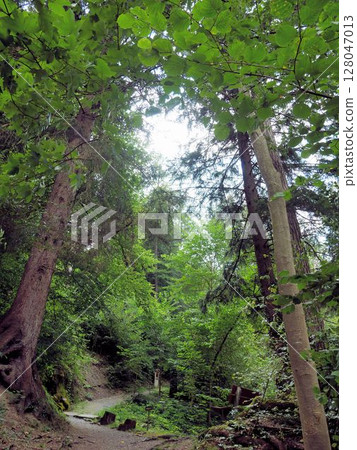 "The Way of Herbalist Pastor Künzle" Wangs, Switzerland 128047013