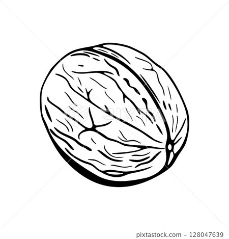 Walnut hand-drawn vector sketch for coloring Walnut hand-drawn vector sketch for coloring 128047639