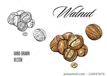 Walnut vector drawing with color and line art versions 128047879