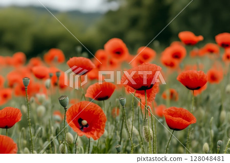 A lush field of red poppies in full bloom, with green hills and forests in the background, showcasing the beauty of a mountain meadow in springtime A lush field of red poppies in full bloom, with green hills and forests in the background, showcasing the beauty of a mountain meadow in springtime 128048481
