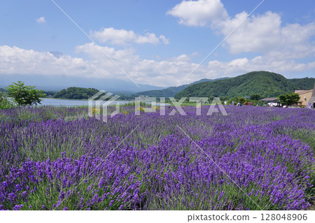 河口湖及薰衣草 河口湖及薰衣草 128048906
