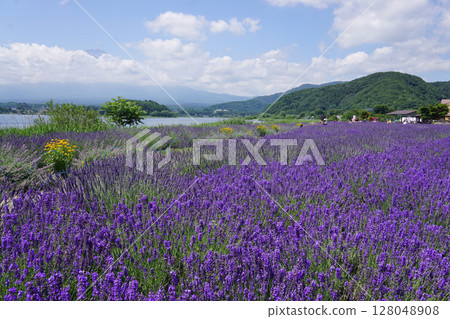 Lake Kawaguchi and lavender flowers Lake Kawaguchi and lavender flowers 128048908