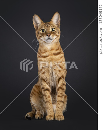 Savannah cat on black background Savannah cat on black background 128049122