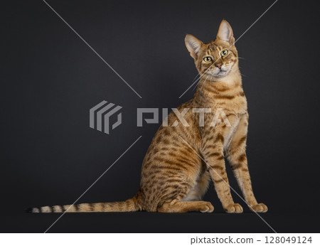 Savannah cat on black background 128049124