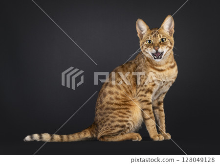 Savannah cat on black background Savannah cat on black background 128049128