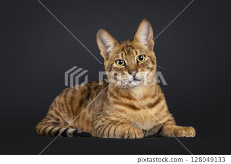 Savannah cat on black background 128049133